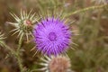 Purple Thistle Flower Royalty Free Stock Photo