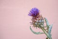 Purple thistle flower. One isolated purple cirsium with pink background. Thistles. plume thistles Royalty Free Stock Photo