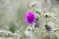 Purple thistle flower and prickly buds closeup Royalty Free Stock Photo