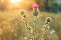 Purple Thistle flower in the rays of the rising sun Royalty Free Stock Photo