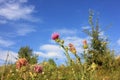 Purple thistle flowers against the blue cloudy sky in the meadow. Summer landscape Royalty Free Stock Photo