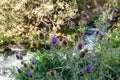 Purple thistle flowers on the bank of a mountain river in Armenia. Royalty Free Stock Photo