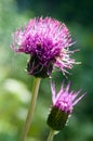 Purple thistle on green background