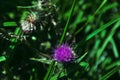 Purple Thistle growing wild in the meadow Royalty Free Stock Photo