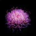 Purple Thistle head