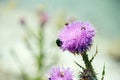 Purple thistle with insects on top of it Royalty Free Stock Photo