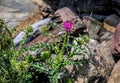 Purple thistle with many stickers and thorns growing among rocks