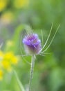 Purple thistle plant Royalty Free Stock Photo