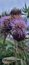 Purple thistle plant, flower Royalty Free Stock Photo