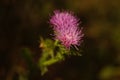 Purple thistle plant grows in dark sunny autumn garden Royalty Free Stock Photo