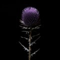 Intensely Detailed Thistle: A Pigeoncore-inspired Minimalistic Flowerpunk Composition