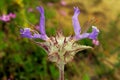 Purple Thistle sage flower, Salvia carduacea