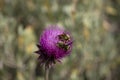 Purple Thistle Closeup with Two Bumblebees Royalty Free Stock Photo