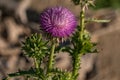 Purple Thistle Flower at Barr Lake State Park Royalty Free Stock Photo