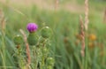 Purple thistles bloomed in the field on a summer evening. Fresh air. sunlight. nature