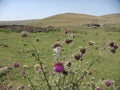 Purple thistles and grass field in the Mount Ararat in Armenia.