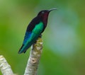 Purple-throated Carib