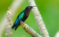 Purple-throated Carib