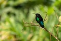 Purple-throated carib Eulampis jugularis