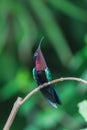 Purple-throated Carib, hummingbird