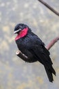 Purple-throated fruitcrow