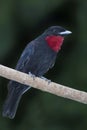 Purple-throated Fruitcrow, Querula purpurata, perched Royalty Free Stock Photo