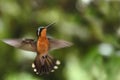 Purple-throated Mountaingem, Costa Rica