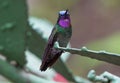 Purple-throated Mountaingem hummingbird from Costa Rica Royalty Free Stock Photo