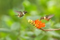 Purple-throated woodstar hovering next to orange flower,tropical forest, Colombia, two birds sucking nectar from blossom in garden Royalty Free Stock Photo