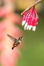 Purple-throated woodstar hovering next to white and red flower, garden, tropical forest, Colombia, bird on colorful clear backgrou Royalty Free Stock Photo