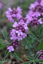 purple thymes flowers on a meadow Royalty Free Stock Photo