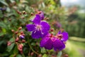 Purple Tibouchina flower with blurred background Royalty Free Stock Photo