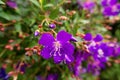 Purple Tibouchina flower with blurred background Royalty Free Stock Photo