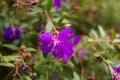 Purple Tibouchina flower with blurred background Royalty Free Stock Photo