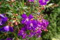 Purple Tibouchina flower with blurred background Royalty Free Stock Photo