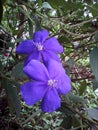The purple tibouchina flower grows in the yard with other flowers blooming during the summer.