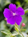 Purple tibouchina or lasiandra, glory bush flower