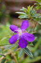 Purple Tibouchina semidecandra or Princess Flower in the garden Royalty Free Stock Photo