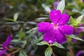 Purple Tibouchina semidecandra after the rain, with water drop on it Royalty Free Stock Photo