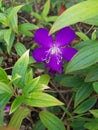 Purple tibouchina semidechandra