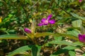 A purple tibouchina shrub at Koh Rong Island