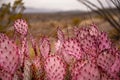 Purple Tinged Prickly Pear Cactus Royalty Free Stock Photo