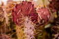 Purple-Tinged Prickly Pear Cactus Needles Royalty Free Stock Photo