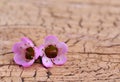 Purple Tiny Flowers on Old Wooden Background Royalty Free Stock Photo