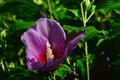 Purple to red bicoloured flower of Rose of Sharon, also called Syrian Ketmia, Shrub Altea or Rose Mallow Royalty Free Stock Photo