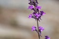 Purple toadflax, Linaria purpurea Royalty Free Stock Photo