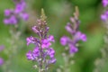 Purple toadflax Linaria purpurea, purple flowers