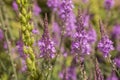 Purple Toadflax - Linaria purpurea .Tall Purple Flower Royalty Free Stock Photo