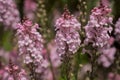 Purple Toadflax - Linaria purpurea .Tall Purple Flower Royalty Free Stock Photo