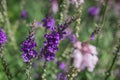 Purple Toadflax - Linaria purpurea .Tall Purple Flower Royalty Free Stock Photo